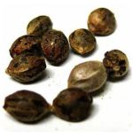Семена марихуаны АК-47  (Seeds AK-47) в Слюдянке